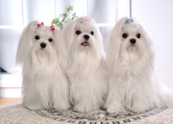 What Is the Best Way to Feed Your Maltese Dog for Optimal Health?