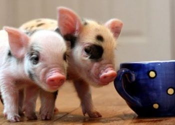 What Should You Feed Your Mini Pig? A Complete Guide to Proper Diet, Nutrition, and Feeding Habits