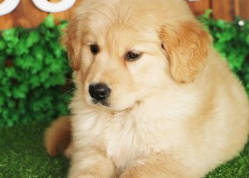 What Should You Feed Your Mini Golden Retriever? A Complete Guide to Proper Nutrition and Feeding