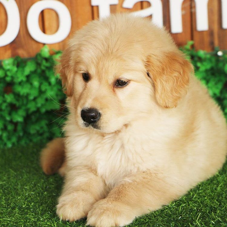 What Should You Feed Your Mini Golden Retriever? A Complete Guide to Proper Nutrition and Feeding