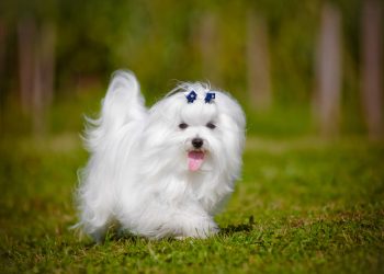 What Are the Essential Aspects of Medical Treatment for Maltese Dogs?