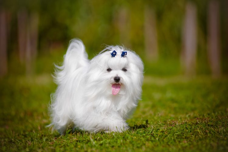 What Are the Essential Aspects of Medical Treatment for Maltese Dogs?