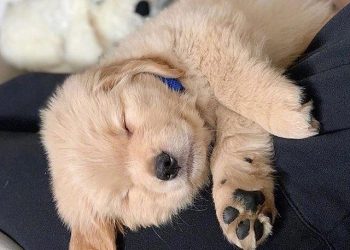 What Are the Medical Treatment Needs of Mini Golden Retrievers? A Complete Guide to Their Health and Wellness