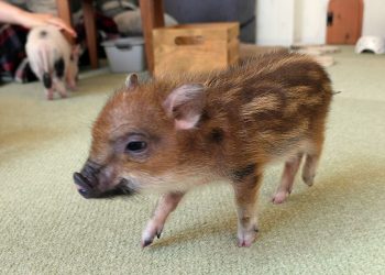 How Can You Ensure Proper Medical Treatment for Your Mini Pig? A Comprehensive Guide to Keeping Your Mini Pig Healthy and Safe