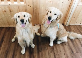 Why Is Grooming Important for Mini Golden Retrievers? A Complete Guide to Keeping Your Mini Golden Retriever Clean and Healthy