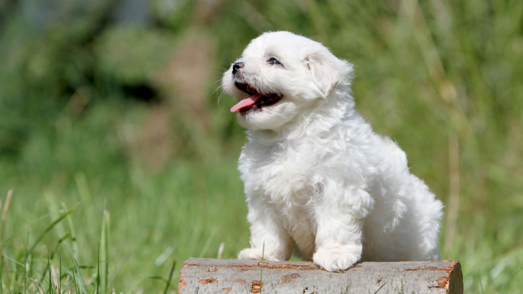 What Are the Best Grooming Practices for Maltese Dogs to Keep Them Healthy and Beautiful?