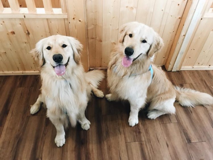 Why Is Grooming Important for Mini Golden Retrievers? A Complete Guide to Keeping Your Mini Golden Retriever Clean and Healthy