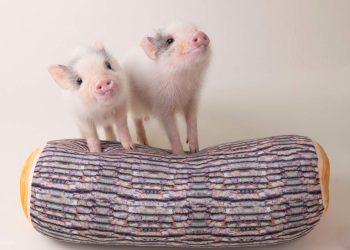 How Should You Groom Your Mini Pig? A Complete Guide to Pet Grooming, Care, and Hygiene for Mini Pigs