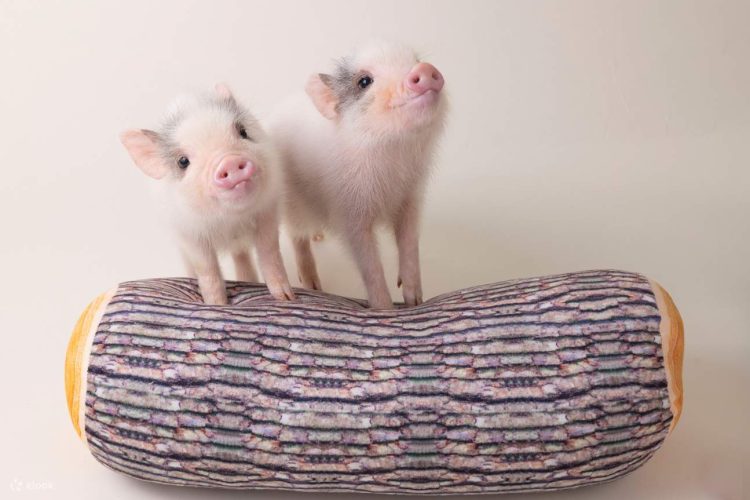 How Should You Groom Your Mini Pig? A Complete Guide to Pet Grooming, Care, and Hygiene for Mini Pigs