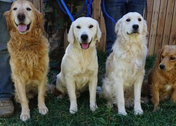 How Can You Train Your Mini Golden Retriever to Be a Well-Behaved Companion? A Comprehensive Guide to Training Your Mini Golden Retriever