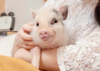 How Can You Train Your Mini Pig? A Complete Guide to Training, Behavior, and Tricks for Mini Pigs