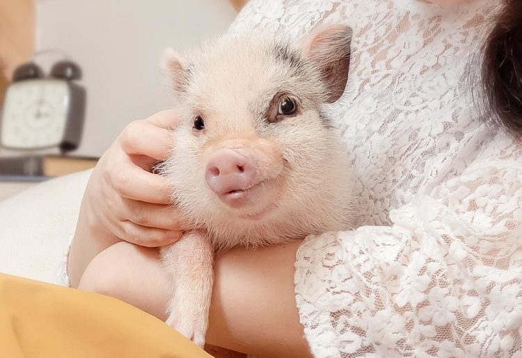 How Can You Train Your Mini Pig? A Complete Guide to Training, Behavior, and Tricks for Mini Pigs