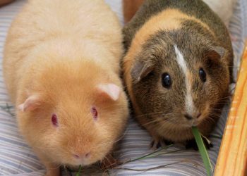 What Do You Need to Know to Properly Care for a Guinea Pig as a Pet?