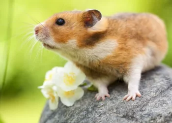 What Do You Need to Know About Caring for Golden Hamsters? A Complete Guide to Pet Knowledge for Golden Hamsters