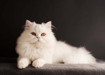 What Should You Feed Your Persian Cat for Optimal Health and Well-being? A Complete Guide to Pet Feeding for Persian Cats