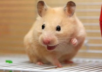 What Should You Feed Your Golden Hamster? A Comprehensive Guide to Proper Nutrition and Diet