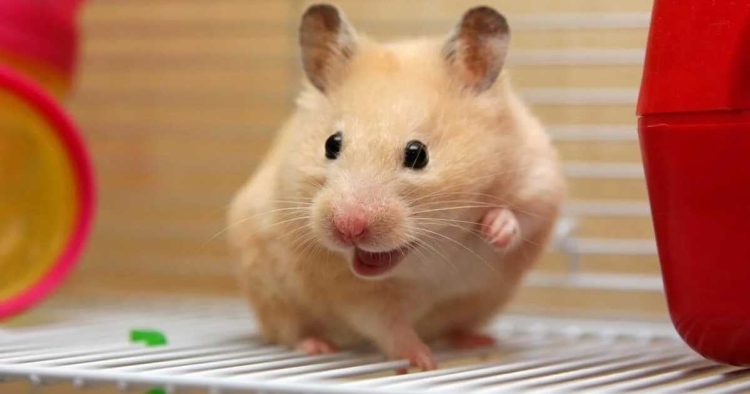 What Should You Feed Your Golden Hamster? A Comprehensive Guide to Proper Nutrition and Diet