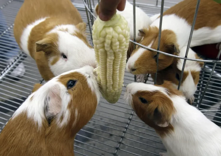 What Is the Best Way to Feed Your Guinea Pig for a Healthy and Happy Life?