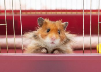 How Should You Care for Your Golden Hamster’s Health? A Comprehensive Guide to Medical Treatment and Care