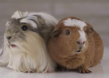 What Are the Best Practices for Medical Treatment of Guinea Pigs?
