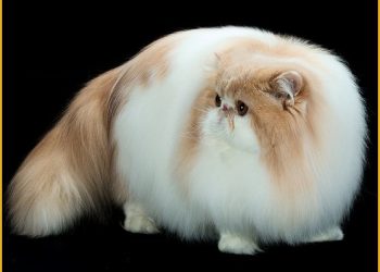 What Medical Treatments Do Persian Cats Need for a Long, Healthy Life? A Complete Guide to Veterinary Care for Persian Cats