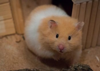 How Should You Groom Your Golden Hamster? A Complete Guide to Pet Grooming and Care