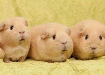 How Should You Groom Your Guinea Pig to Keep Them Healthy and Comfortable?