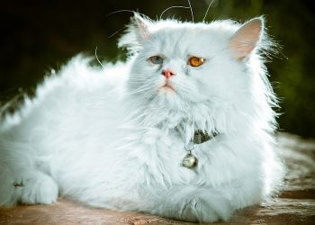 Why Is Grooming So Important for Persian Cats? A Comprehensive Guide to Caring for Your Persian Cat’s Coat