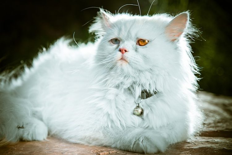 Why Is Grooming So Important for Persian Cats? A Comprehensive Guide to Caring for Your Persian Cat’s Coat