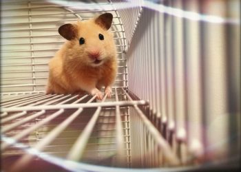 How Can You Effectively Train Your Golden Hamster? A Comprehensive Guide to Pet Training for Hamsters