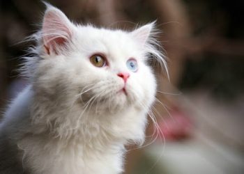 How Can You Effectively Train a Persian Cat? A Comprehensive Guide to Training and Behavior for Persian Cats