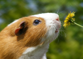 How Can You Effectively Train Your Guinea Pig for Better Behavior and Bonding?