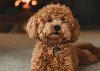 What Should You Feed Your Poodle? A Comprehensive Guide to Pet Nutrition