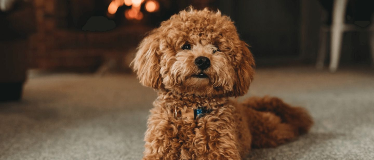 What Should You Feed Your Poodle? A Comprehensive Guide to Pet Nutrition