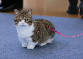 What Do You Need to Know About Manx Cats? A Complete Guide to Understanding and Caring for Manx Cats