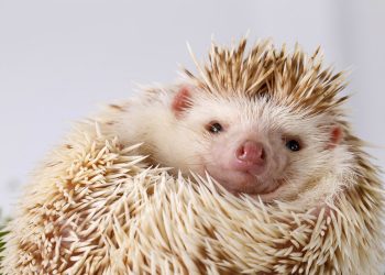 What Should You Know About Owning and Caring for a Pet Hedgehog? A Comprehensive Guide to Hedgehog Care