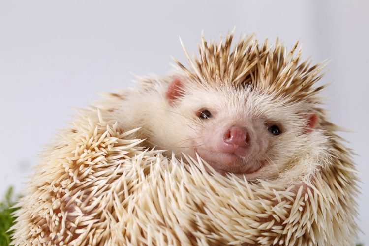 What Should You Know About Owning and Caring for a Pet Hedgehog? A Comprehensive Guide to Hedgehog Care