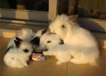 What Makes the Lionhead Rabbit a Unique and Lovable Pet?