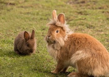 How Should You Feed Your Lionhead Rabbit for Optimal Health?