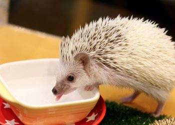 What Should You Feed Your Hedgehog for a Healthy and Happy Life? A Comprehensive Guide to Pet Feeding for Hedgehogs