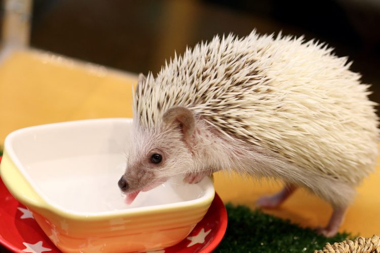 What Should You Feed Your Hedgehog for a Healthy and Happy Life? A Comprehensive Guide to Pet Feeding for Hedgehogs