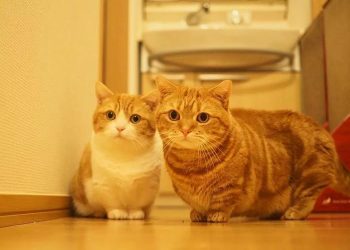 How Should You Feed Your Manx Cat? A Complete Guide to Proper Nutrition and Feeding Practices