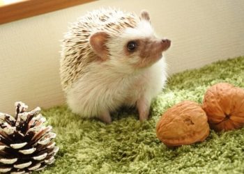 What Are the Essential Medical Treatments and Health Considerations for Pet Hedgehogs? A Comprehensive Guide to Hedgehog Care