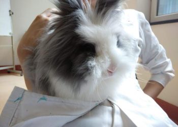 What Are the Key Aspects of Pet Medical Treatment for Lionhead Rabbits?