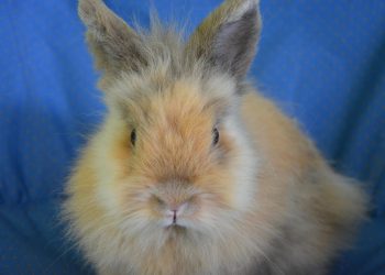 How Can You Enhance the Beauty of Your Lionhead Rabbit?