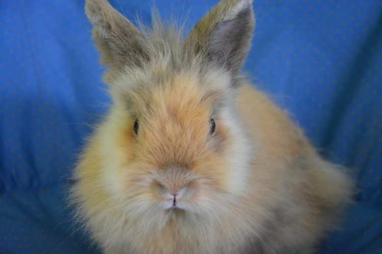 How Can You Enhance the Beauty of Your Lionhead Rabbit?