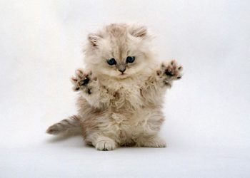 How Should You Groom Your Manx Cat? A Complete Guide to Maintaining Your Manx Cat’s Coat and Overall Health