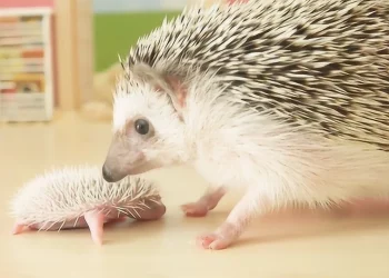 How Should You Groom Your Hedgehog for Optimal Health and Well-being? A Detailed Guide to Pet Grooming for Hedgehogs
