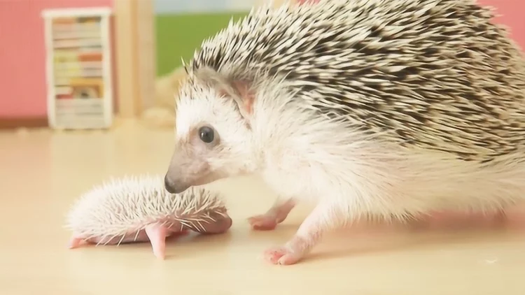 How Should You Groom Your Hedgehog for Optimal Health and Well-being? A Detailed Guide to Pet Grooming for Hedgehogs