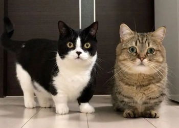 How Can You Effectively Train Your Manx Cat? A Complete Guide to Positive Reinforcement and Behavioral Training